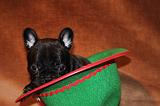 BOULEDOGUE FRANCAIS 801